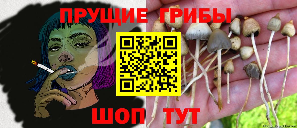 Псилоцибиновые грибы Cubensis Лесозаводск